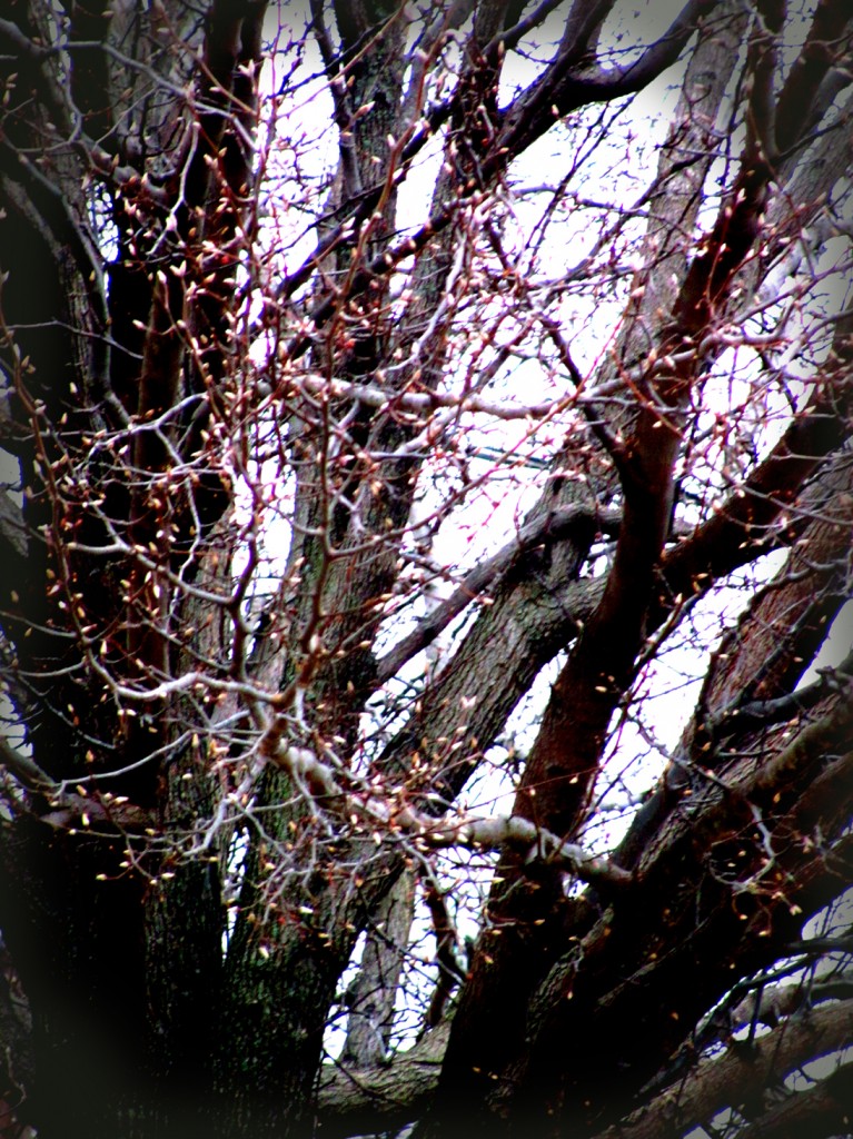 Grey morning, poking pink